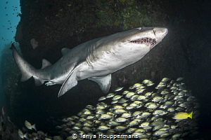 'Raggie' - A male ragged tooth shark (also known as a san... by Tanya Houppermans 
